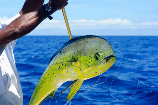 Fishing In The Cayman Islands