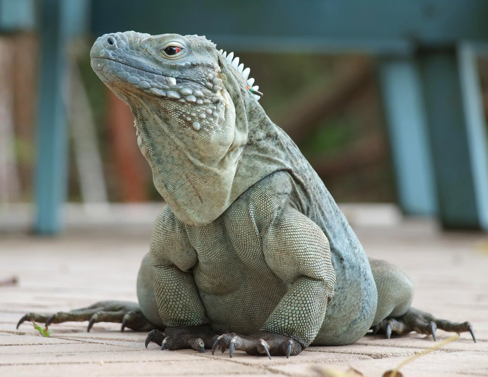 Blue Iguana Conservation Expanding!