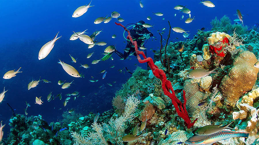 Little Cayman Marine parks nominated for UNESCO list