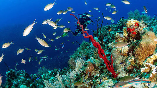 Little Cayman Marine parks nominated for UNESCO list