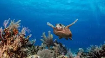 The Cayman Islands Ranked One Of The Top 5 Places To See Wildlife By Lonely Planet