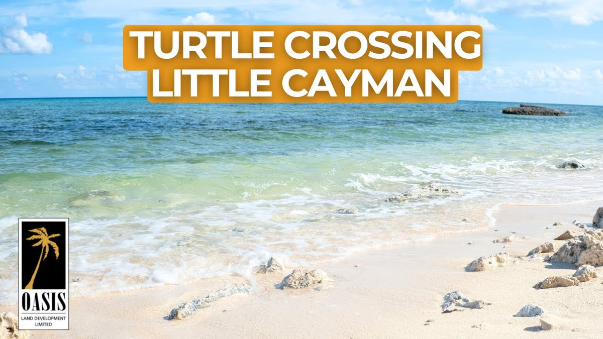 P20 Turtle Crossing