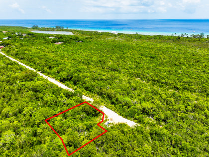 P15 Turtle Crossing